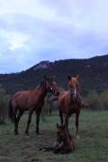 Nuestros animales 3
